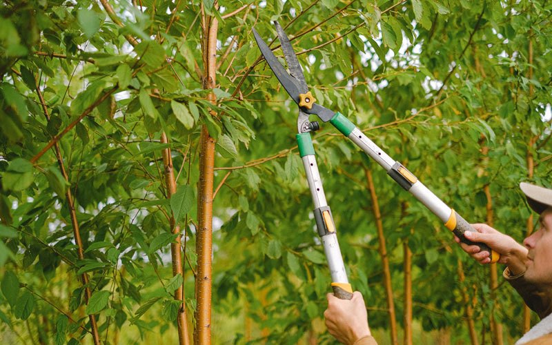 Tree trimming in Franklinton, NC