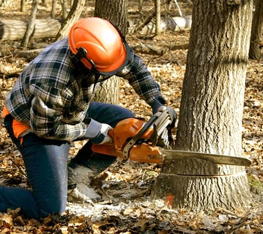 Tree Removal in Franklinton, NC